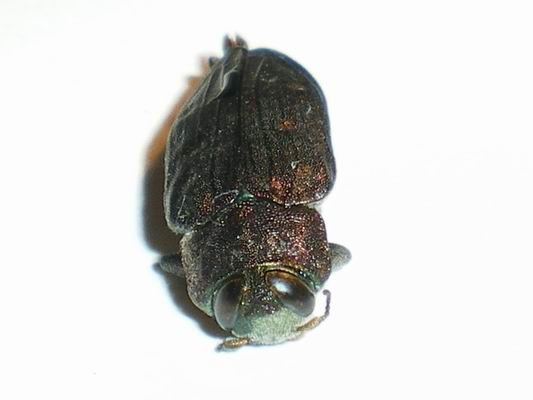 Tra la legna del camino:  Xylotrechus stebbingi (Cerambycidae)